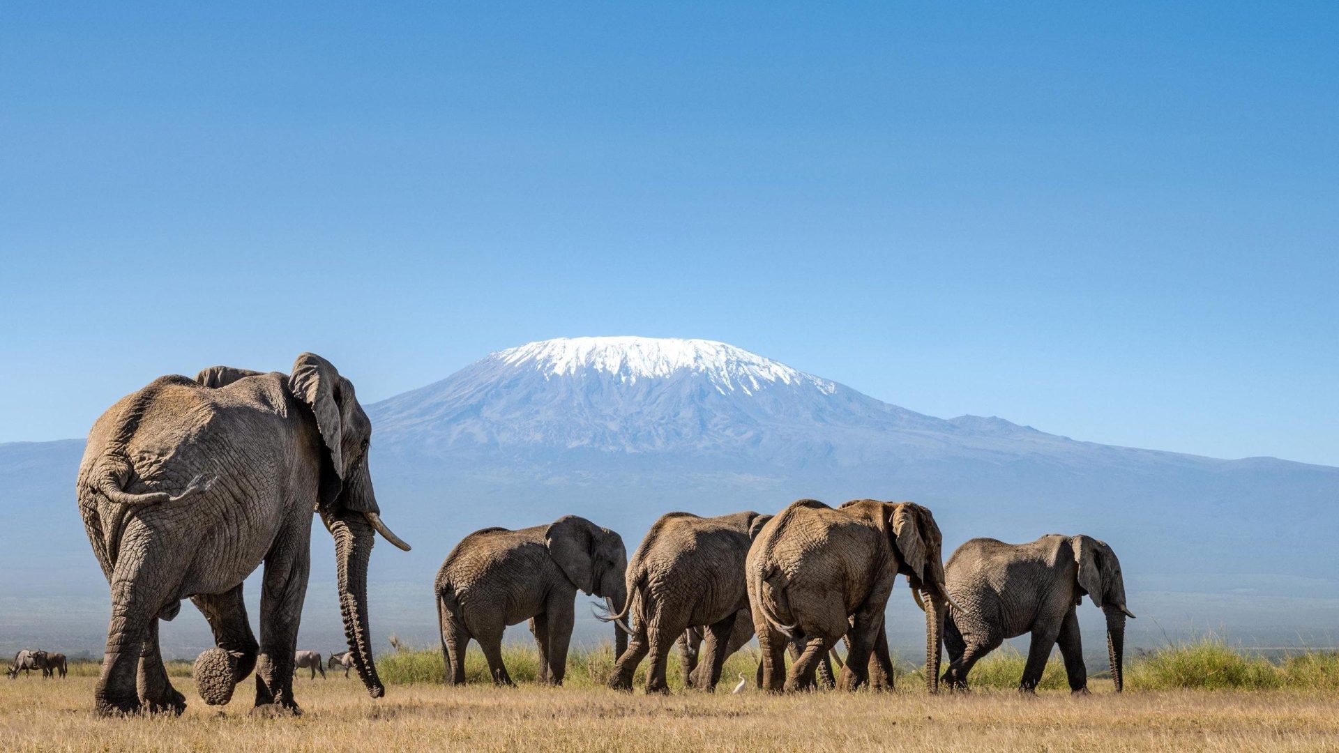Elephant herd in Amboseli with Mount Kilimanjaro in the background